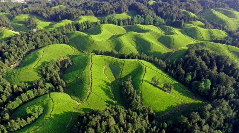 关于“非遗”和茶乡旅游的发展黄金期,茶行业与时代共享机遇的信息(2)