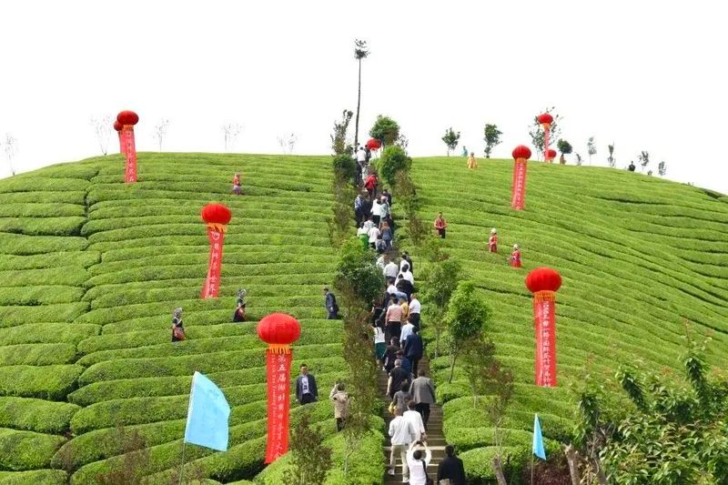 关于广开思路,聚焦国际茶业市场,这场盛会何以引起高度关注?的相关内容(14)