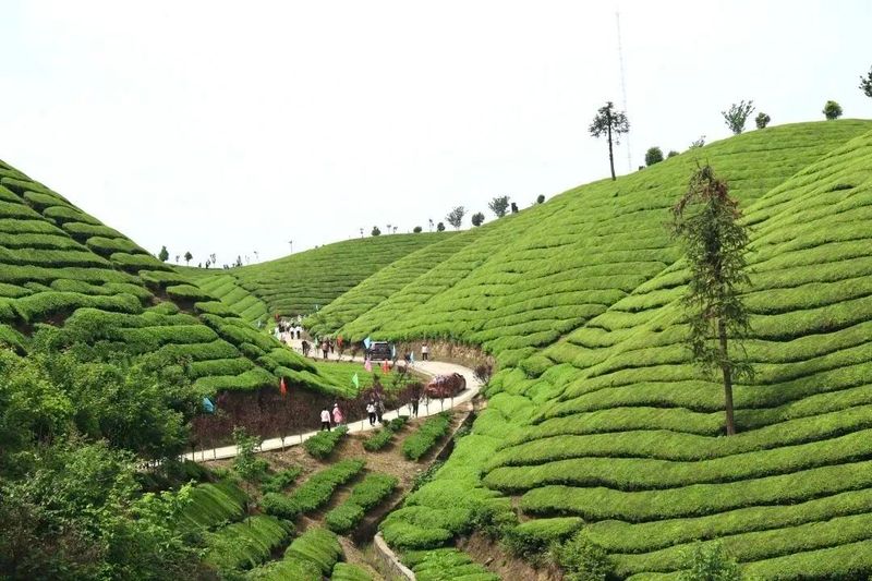 关于广开思路,聚焦国际茶业市场,这场盛会何以引起高度关注?的相关内容(15)