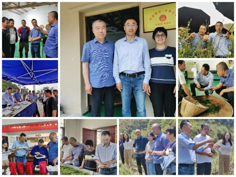 有关于青田黄垟：共富茶坊里的“致富经”的信息(1)