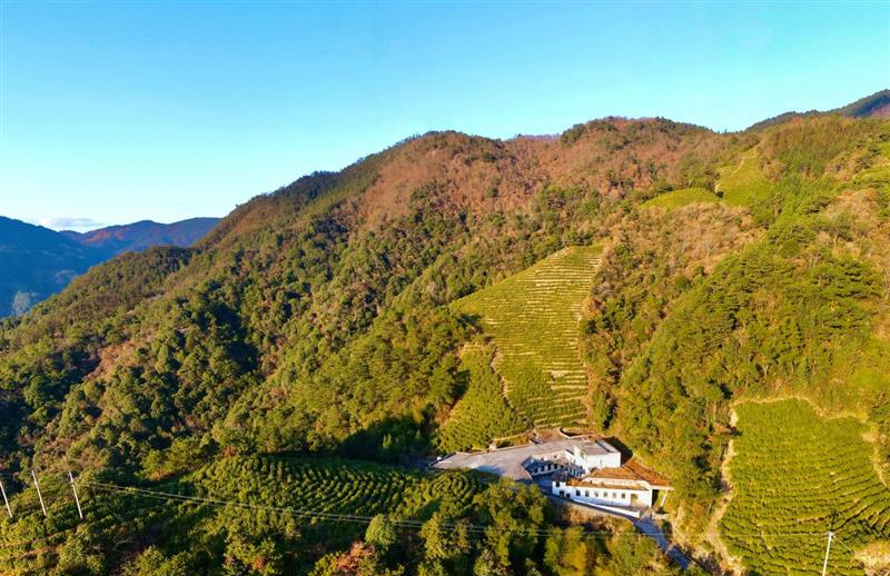 有关于青田黄垟：共富茶坊里的“致富经”的信息