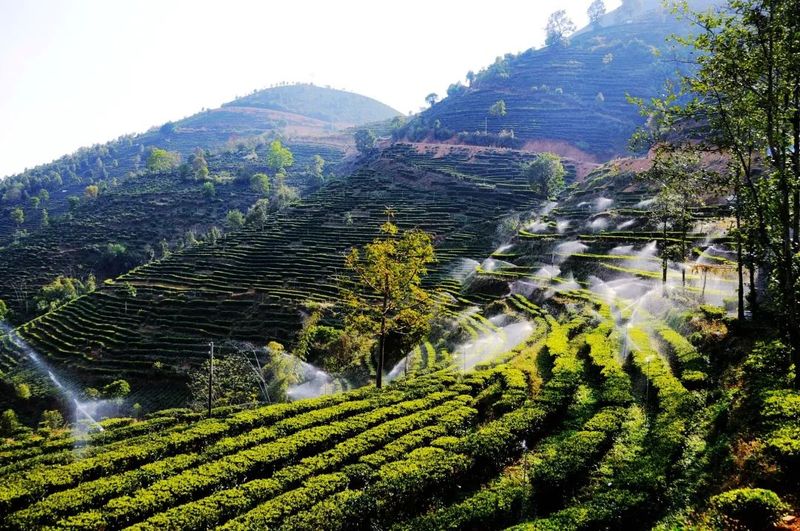 有关于2023红茶大会暨“天下茶尊•红茶之都”云南临沧（凤庆）红茶节明日开幕的相关信息(2)