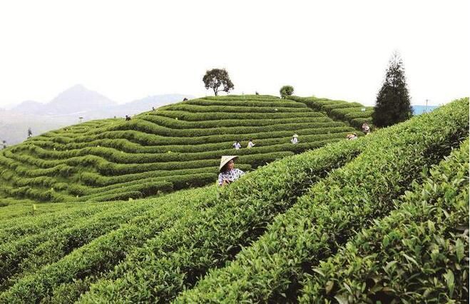 有关于工行金沙支行：为茶叶产业振兴插上“金引擎”的相关信息