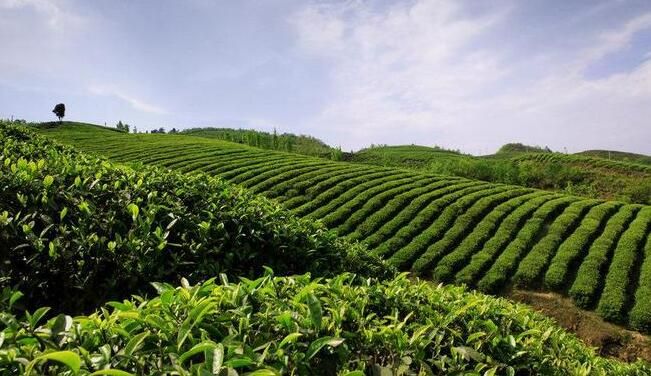 有关于工行金沙支行：为茶叶产业振兴插上“金引擎”的相关信息(1)