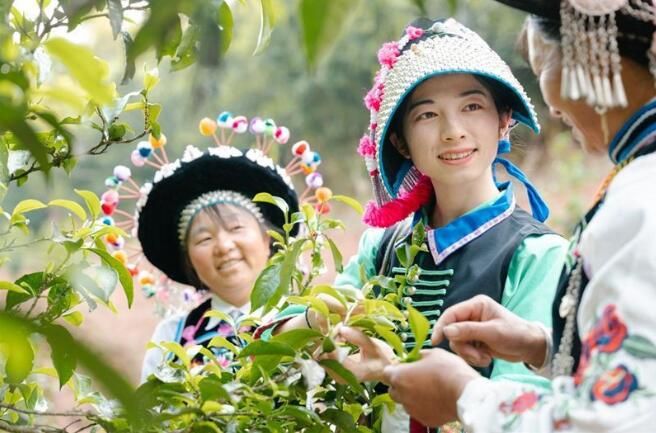 关于云南南华：流传千年的烤茶好滋味的内容(3)