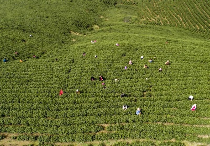 有关于开展绿色食品认证服务助推湖州市茶产业高质量发展的相关内容