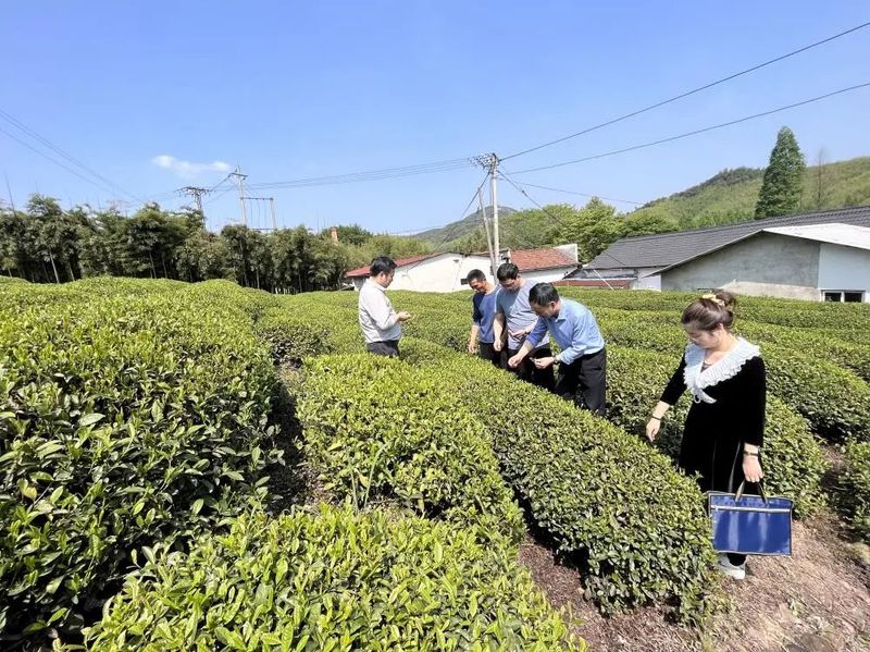 有关于开展绿色食品认证服务助推湖州市茶产业高质量发展的相关内容(2)