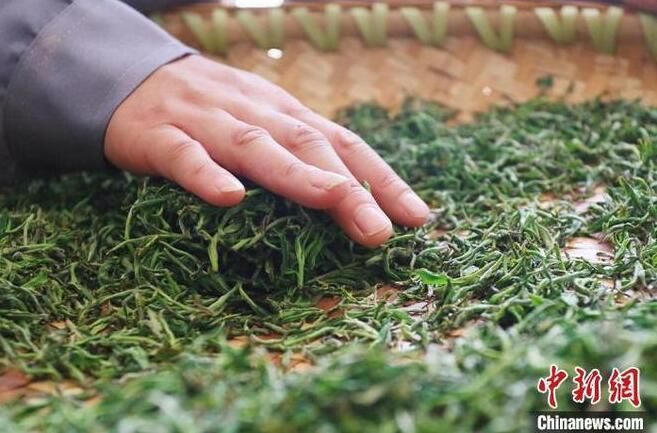 有关于甘肃武都:“私人订制”扩“茶友圈” “茶旅”融合探新路的信息(2)