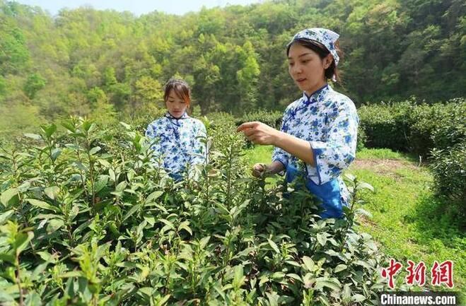 有关于甘肃武都:“私人订制”扩“茶友圈” “茶旅”融合探新路的信息