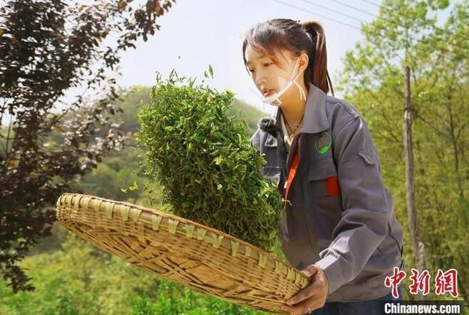 有关于甘肃武都:“私人订制”扩“茶友圈” “茶旅”融合探新路的信息(1)