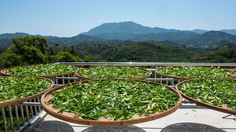 关于广东潮州:擦亮茶“茗”片 助推乡村振兴的信息