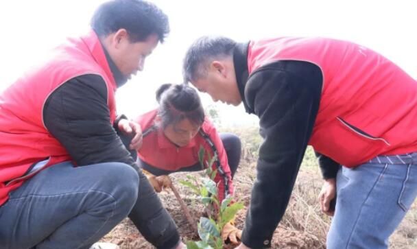 关于藤县“四注重”全力推进六堡茶产业做大做强的新闻(3)