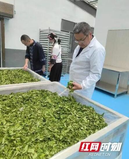 有关于桑植县机关事务服务中心开展采茶实践活动 助推桑植茶叶发展的最新消息(4)