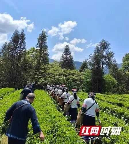 有关于桑植县机关事务服务中心开展采茶实践活动 助推桑植茶叶发展的最新消息