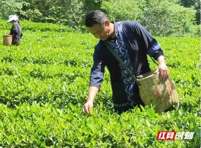 有关于桑植县机关事务服务中心开展采茶实践活动 助推桑植茶叶发展的最新消息(2)