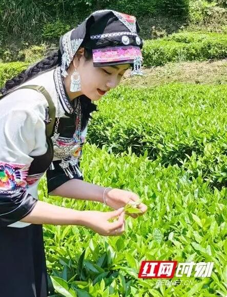 有关于桑植县机关事务服务中心开展采茶实践活动 助推桑植茶叶发展的最新消息(1)