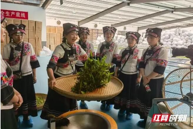 有关于桑植县机关事务服务中心开展采茶实践活动 助推桑植茶叶发展的最新消息(5)