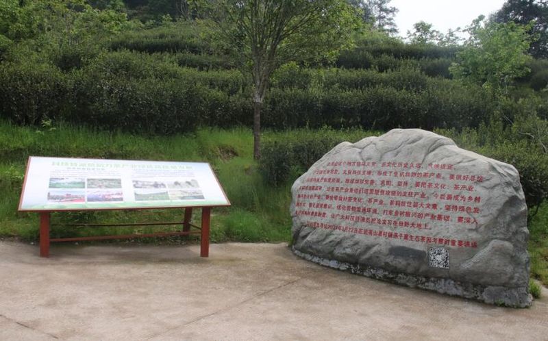 有关于地道做茶 助农惠农产业兴的内容(1)