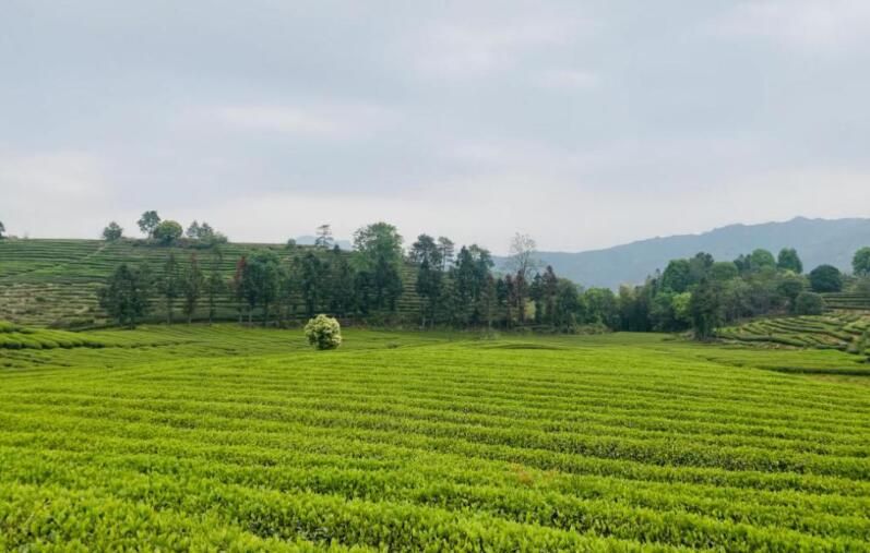 有关于地道做茶 助农惠农产业兴的内容