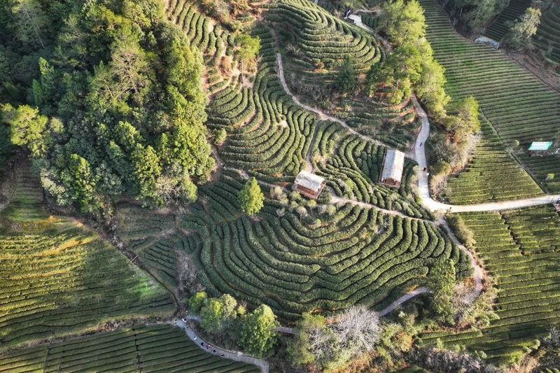 有关于以武夷茶为例,告诉你关于非遗“中国茶”的二三事的相关信息(1)