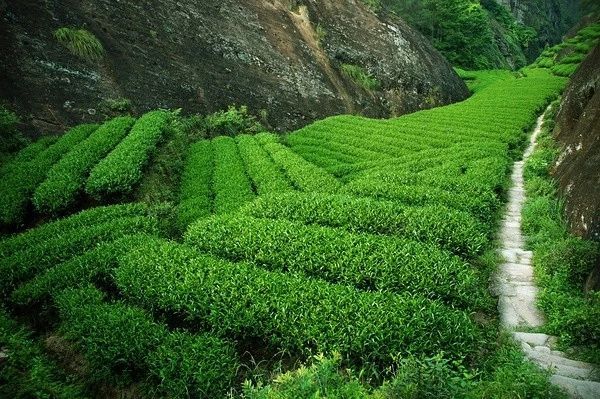 有关于以武夷茶为例,告诉你关于非遗“中国茶”的二三事的相关信息(8)