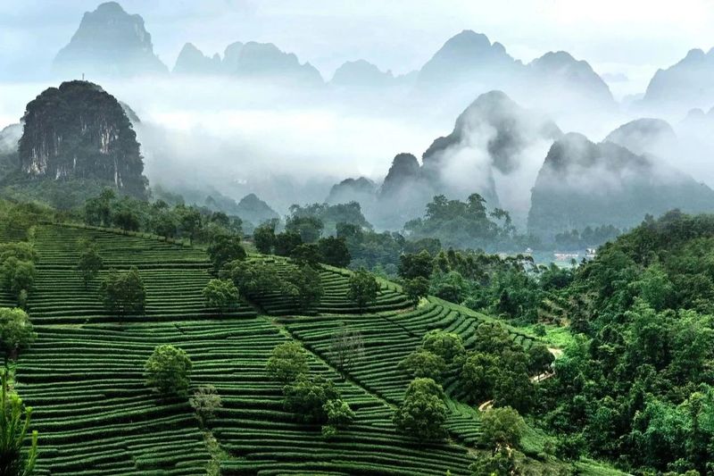 有关于以武夷茶为例,告诉你关于非遗“中国茶”的二三事的相关信息(5)