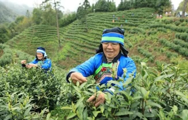 关于剑河县:满山茶飘香 茶农增收忙的最新消息(1)