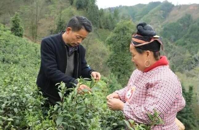 关于剑河县:满山茶飘香 茶农增收忙的最新消息(2)
