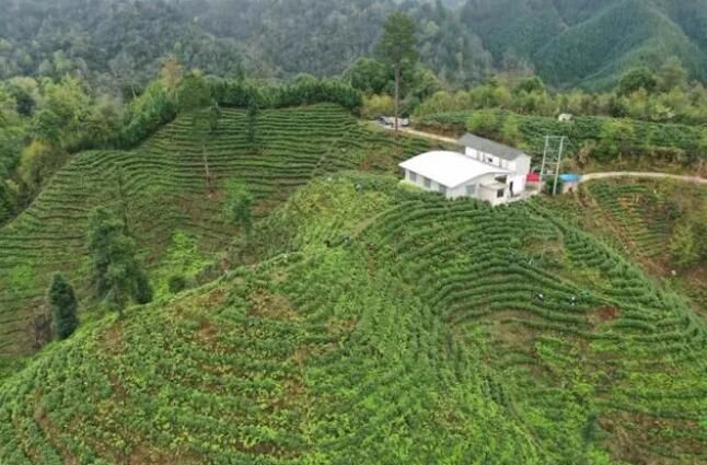 关于剑河县:满山茶飘香 茶农增收忙的最新消息