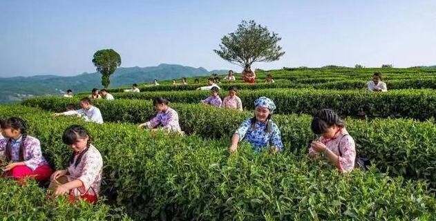 有关于紫阳:做强做大富硒茶产业 让一方百姓富起来的资讯(6)