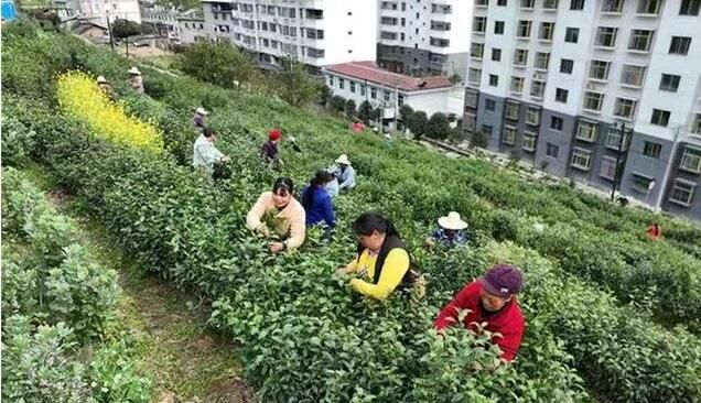 有关于紫阳:做强做大富硒茶产业 让一方百姓富起来的资讯(4)