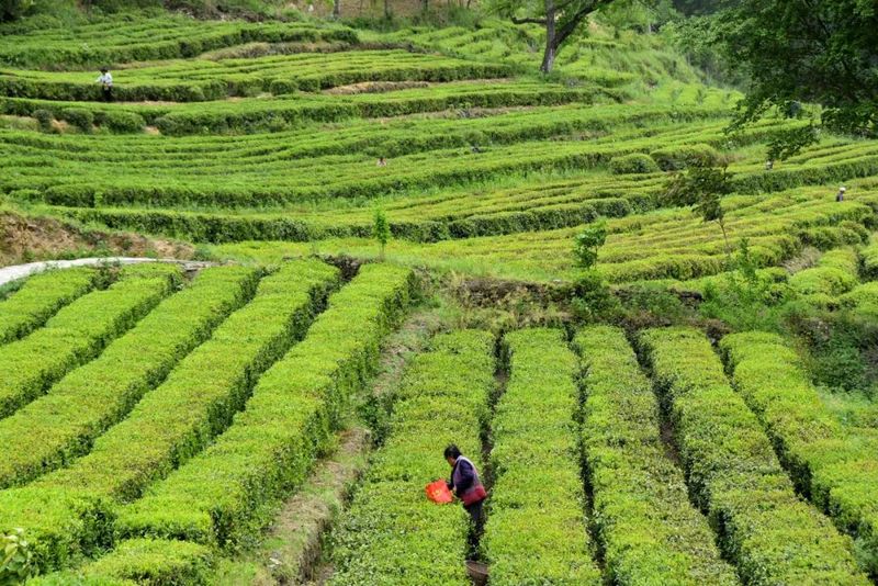 关于陇南康县茶叶产业助力乡村振兴的信息