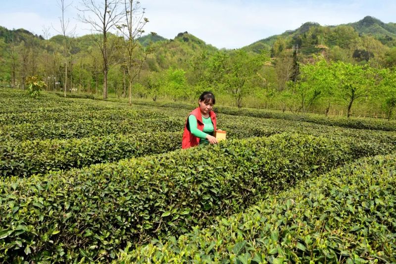 关于陇南康县茶叶产业助力乡村振兴的信息(3)