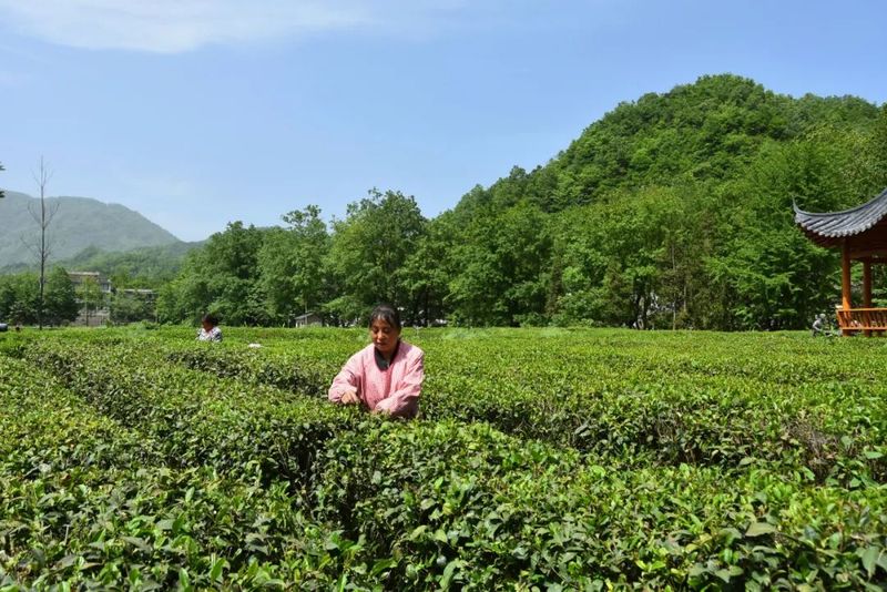 关于陇南康县茶叶产业助力乡村振兴的信息(1)