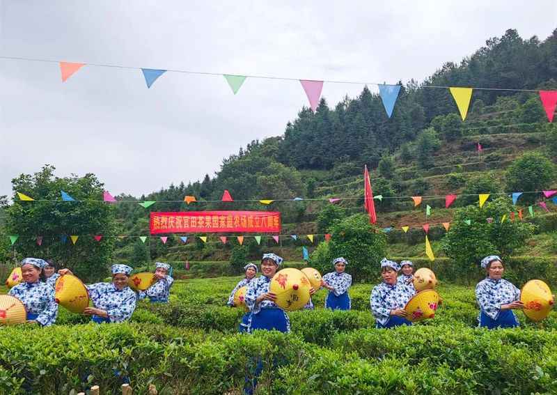 有关于南亩镇:统筹“茶产业” 助推乡村振兴的相关信息