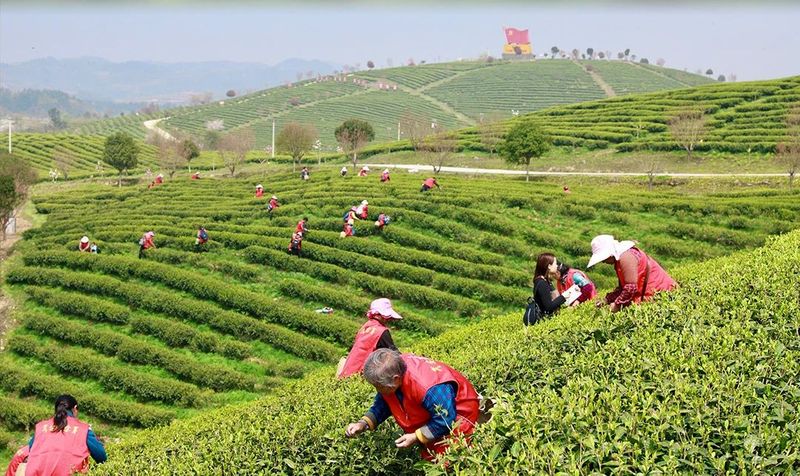 关于十年磨一剑,“黄红缨”终于登上“中国品牌”这个大舞台的信息(6)