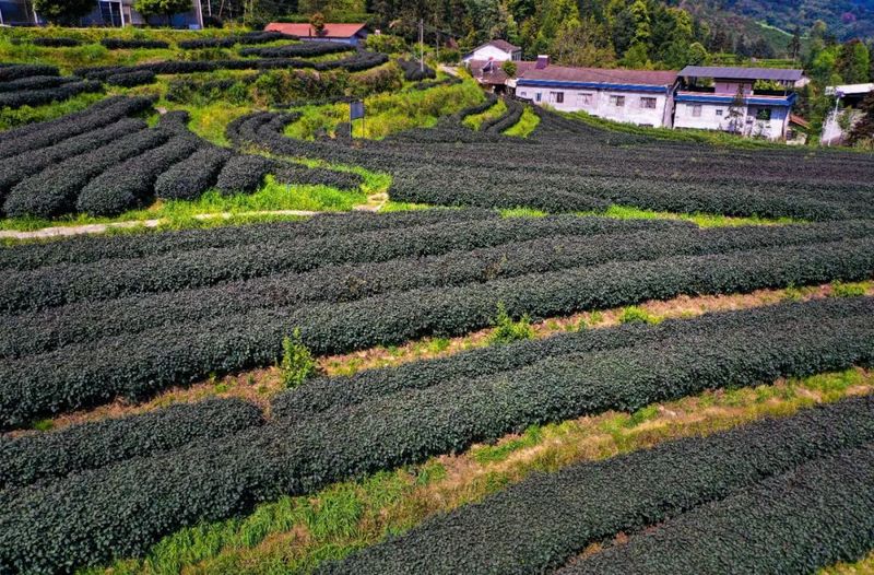 有关于高质量发展看沐川《中国紫茶之乡》的相关信息