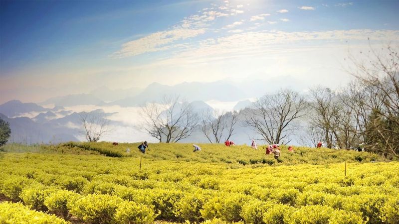 有关于浙江省展团篇  第五届中国国际茶叶博览会优选展商的相关信息(15)