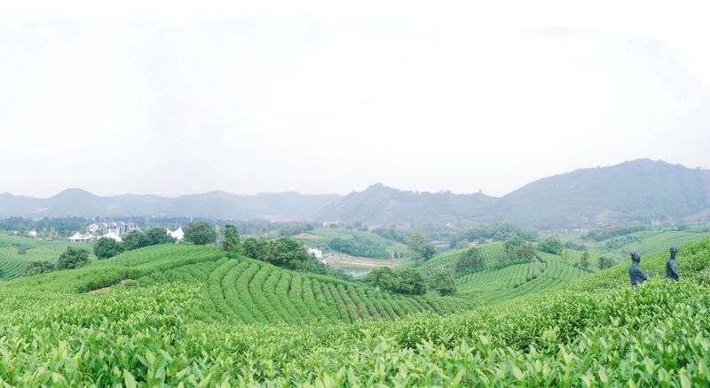 有关于浙江省展团篇  第五届中国国际茶叶博览会优选展商的相关信息(6)