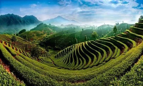 有关于浙江省展团篇  第五届中国国际茶叶博览会优选展商的相关信息(16)