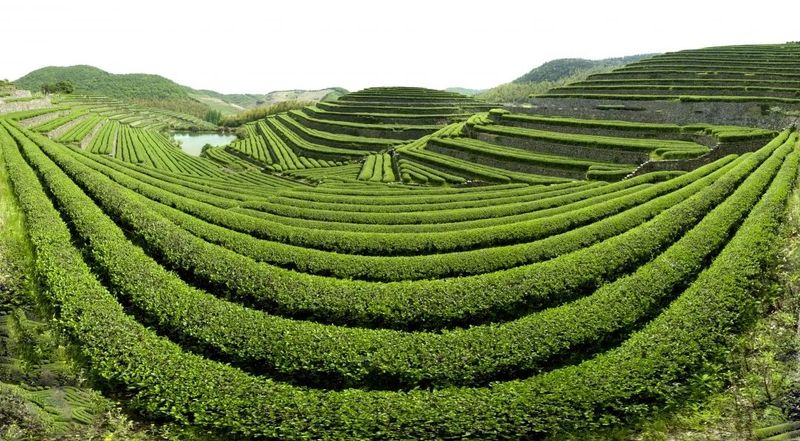 有关于浙江省展团篇  第五届中国国际茶叶博览会优选展商的相关信息(2)