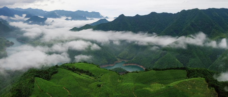 有关于浙江省展团篇  第五届中国国际茶叶博览会优选展商的相关信息(12)