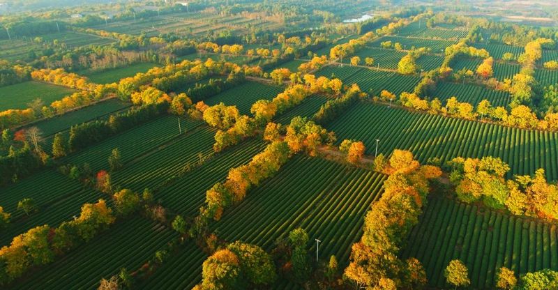 有关于浙江省展团篇  第五届中国国际茶叶博览会优选展商的相关信息(9)