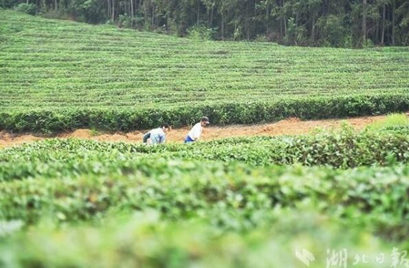 关于赤壁市羊楼洞茶场：初夏茶园繁忙 农户欢喜增收的资讯(1)
