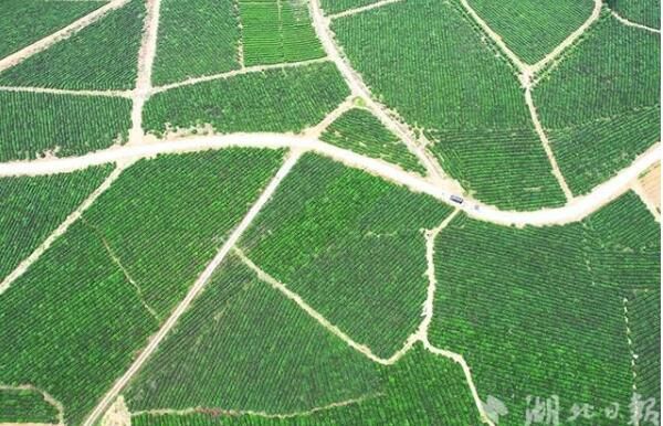 关于赤壁市羊楼洞茶场：初夏茶园繁忙 农户欢喜增收的资讯(2)