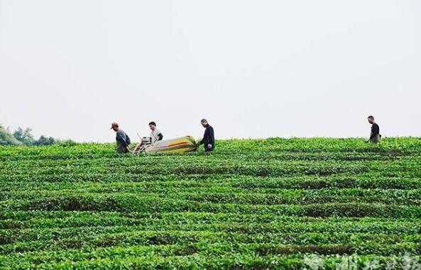 关于赤壁市羊楼洞茶场：初夏茶园繁忙 农户欢喜增收的资讯