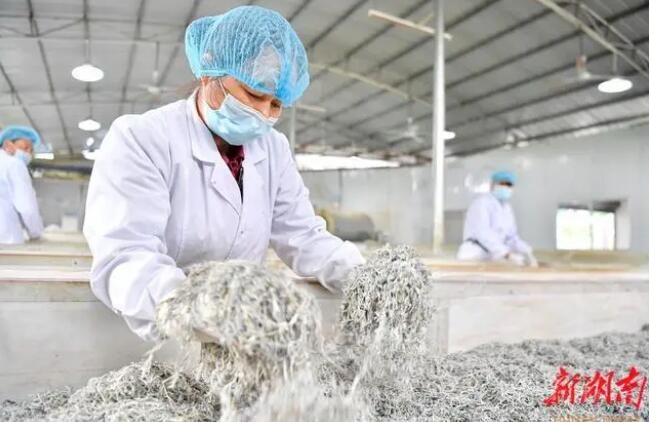 有关于看气象专家如何精准服务莓茶产业的新闻