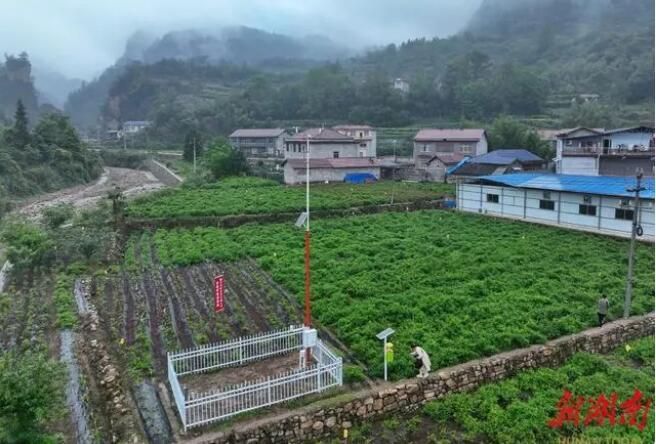 有关于看气象专家如何精准服务莓茶产业的新闻(1)