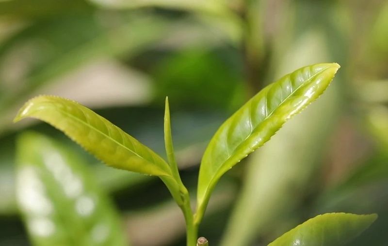 关于老茶种 焕金颜 ——“红色汝城 白毛茶香”2023首届中国汝城白毛茶文化节开幕的相关信息(7)