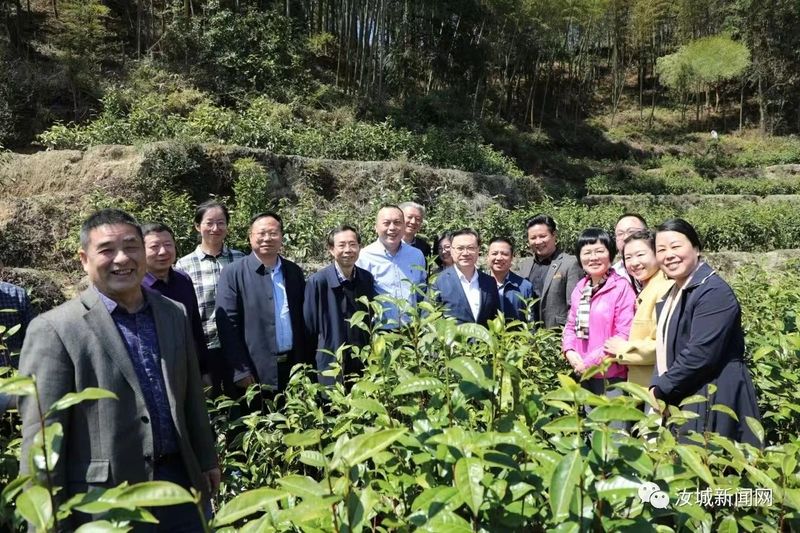 关于老茶种 焕金颜 ——“红色汝城 白毛茶香”2023首届中国汝城白毛茶文化节开幕的相关信息(4)